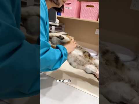 $200 Bounty on a Mom Cat—For Saving Kittens! 🐱😭animals funn…