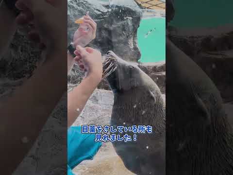 【鳥羽水族館】アシカのごはんタイム！🐟　shorts サムネイル