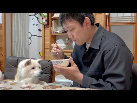 【残り１ヶ月】パパの本気ダイエットをそばで一生懸命応援してくれる可愛い柴犬とサモエド サムネイル