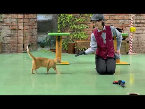 なかなか見れない猫によるショー ザ・キャッツ　iPhone 版　午後の部　那須どうぶつ王国にて　2026年4月11日