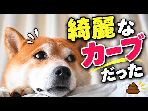 散歩中、柴犬がウ◯ピを蹴ったら想像以上に飛んでいった【AI昔話　柴犬こむぎと臭鬼】