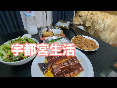 宇都宮生活また始まる。ゴールデンレトリバーティト