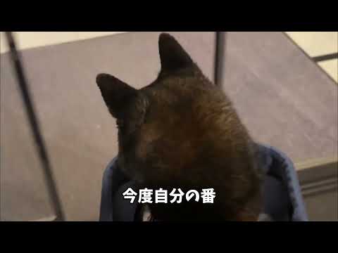 さらなる試練を与える黒柴 サムネイル