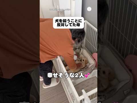 犬を飼うことに反対だった母、今では完全に虜です💕　　　　　犬　かわいい犬 犬のいる暮らし ペキプー　かわいい