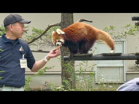 レッサーガイド「動物の食事時間」みいちゃん編　レッサーパンダ　千葉市動物公園にて　2026年4月18日