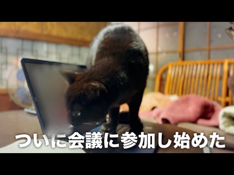 リモート会議の日　Dog and Cats During a Zoom Meeting サムネイル