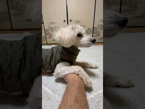 shorts 今晩のタローちゃん　トイプードル　2026年1月17日 サムネイル