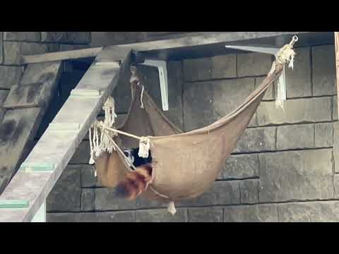 ハンモックに包まれ毛づくろいなランマルくん　レッサーパンダ　浜松市動物園にて　2026年4月5日 サムネイル