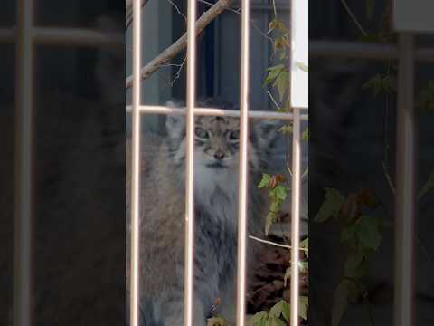 shorts おはようございます🐥ハニーさま　マヌルネコ　東山動植物園にて　2026年3月14日 サムネイル