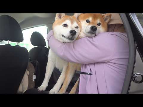 実家の柴犬、一週間ぶりにお袋と再会へ。 サムネイル
