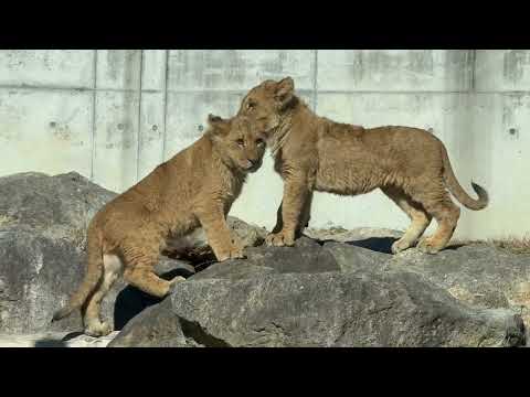 きょうだいで遊び出したら遠くから見守るシルクさん　ライオン　のんほいパークにて　2026年1月23日 サムネイル