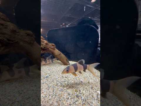 shorts クラウンローチ　どぜうを好きにきみもなろう！山梨県立富士湧水の里水族館にて　2026年2月21日 サムネイル