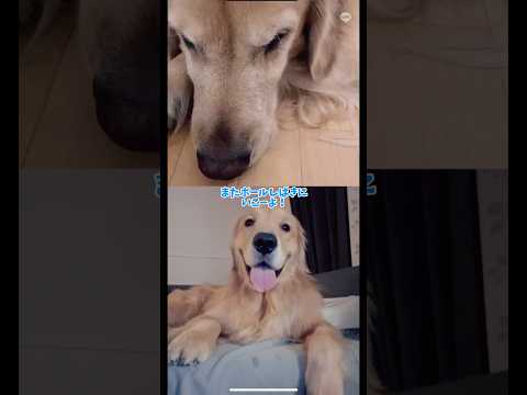 ぼくたちだいしんゆう 大型犬 ゴールデンレトリバー サムネイル