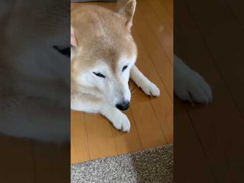 柴犬福 雷と姉？ですっかり顔色が悪くなってしまったグロッキーボーイ😂Sis and Shiba🤣姉と柴 shorts… サムネイル