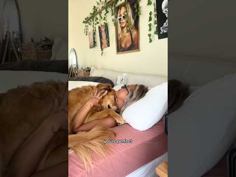 coming home to my golden retriever🥵 goldenretreiver dog ind… サムネイル