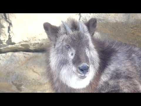 ニホンカモシカのミカゲくん　00087 サムネイル