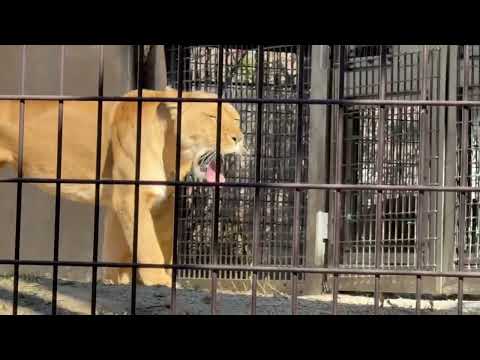 本日のライオンファミリー🦁　のんほいパークにて　2026年1月23日 サムネイル