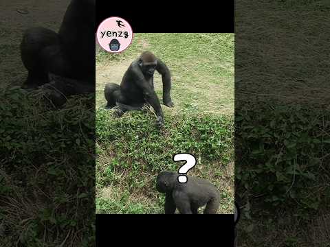 gorilla brothers fun wrestling game😅😆 gorilla gorillatag ta… サムネイル