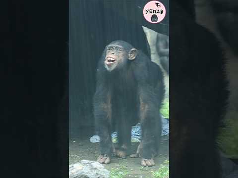 chimpanzee drinking rainwater 黑猩猩 喝雨水 taipeizoo 台北市立動物園 ani… サムネイル