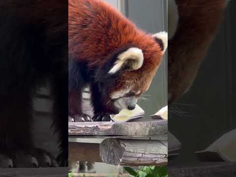 shorts メイタちゃんタケノコ2切れ目☺️ レッサーパンダ　千葉市動物公園にて　2026年4月19日
