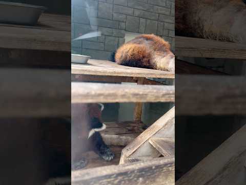 shorts アラタちゃんキララさん親子　レッサーパンダ　浜松市動物園にて　2026年4月5日 サムネイル