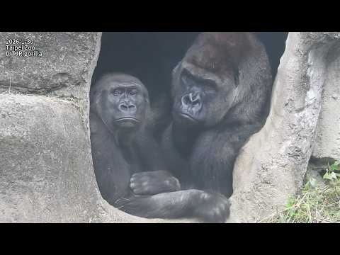 Gorilla D'jeeco family 午休/ Jabali Ringo 追逐打鬧 / Ringo 喝奶睡mom…