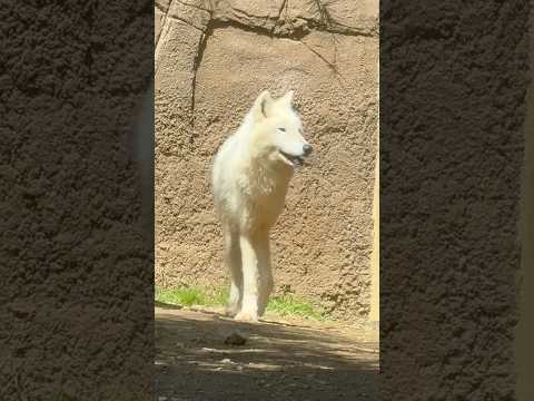 shorts ニコニコ燦那(サンナ)ちゃん　  ホッキョクオオカミ　那須どうぶつ王国にて　2026年4月11日 サムネイル