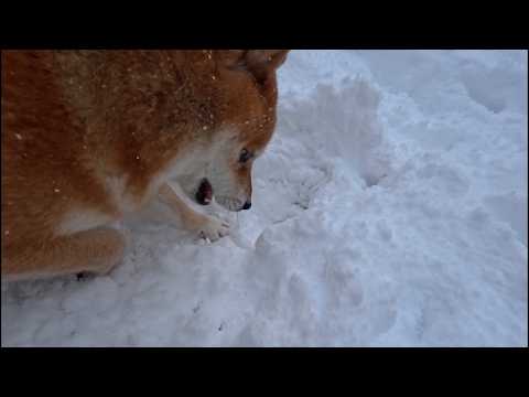 2026年2月28日(土) 穴掘り名人 サムネイル