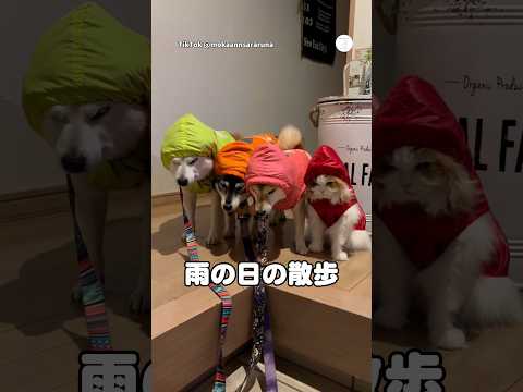 雨の日の散歩、絶望する柴犬と猫😂　　　　　柴犬　犬　多頭飼い　面白い犬 　柴犬のいる暮らし