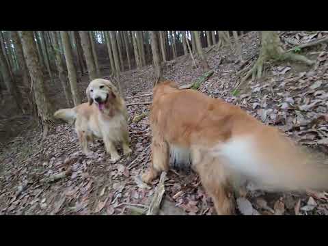 ゴールデンレトリバー４頭と山歩き５分間 サムネイル