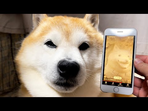 【速報】らんまる、そっくりさんが発見される！！！！！ サムネイル