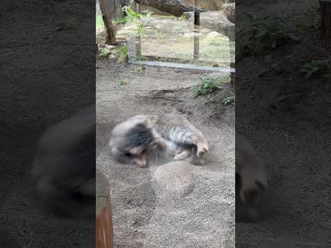 shorts ナゴムくんのゴロん🤭　マヌルネコ　那須どうぶつ王国にて　2026年4月24日 サムネイル