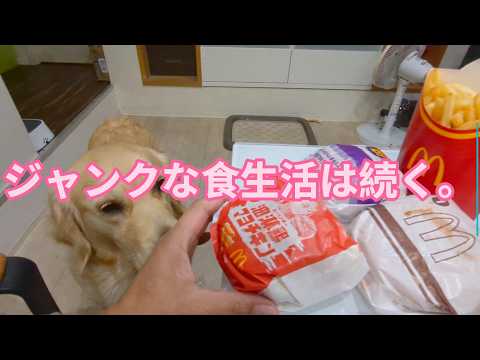 東京生活はジャンクな毎日。ゴールデンレトリバーティト サムネイル