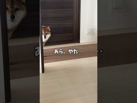 家政婦は柴🐕 サムネイル
