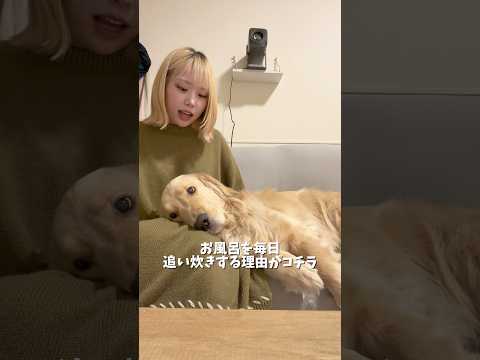 最近「〇〇行ってくるね」って言うと、必ず妨害されます…🥺❤️ゴールデンレトリバー 犬と2人暮らし