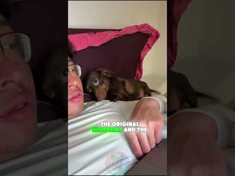 Top 3 Differences Between Each Dachshund Type shorts pets d… サムネイル