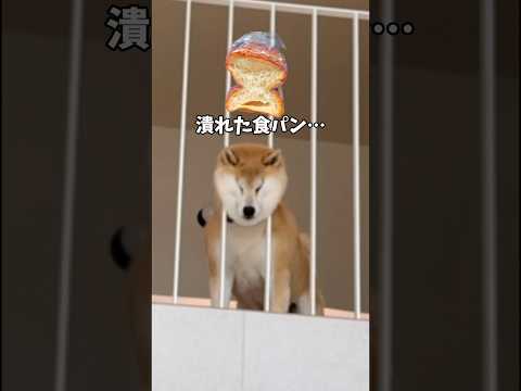 柴犬が一瞬にして別犬になる瞬間がこちら… #柴犬 #シベリアンハスキー #shortvideo #shorts サムネイル