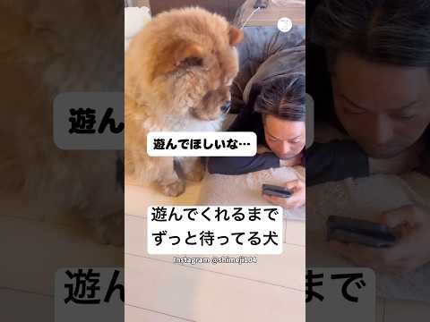 スマホに夢中の飼い主の隣で待ち続けた犬　大型犬　犬　面白い　かわいい犬 チャウチャウ サムネイル