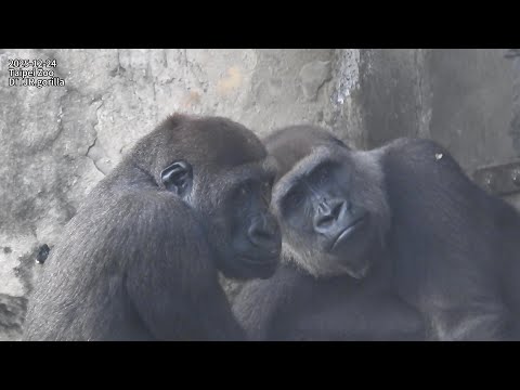 Gorilla D'jeeco family  覓食.互動 / Ringo 找aunt Tayair 玩.做窩Jaba… サムネイル