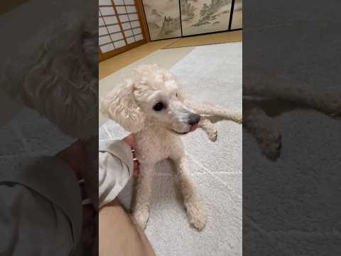 shorts 今晩のタローちゃん　トイプードル　2026年4月5日 サムネイル