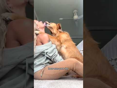 coming home to my golden retriever🥵 goldenretreiver dog ind…