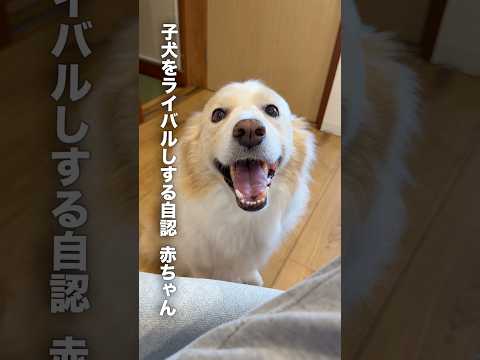 本物の赤ちゃんが怖い自認が子犬のボーダーコリー...【ゴールデンレトリバー・保護犬】shorts