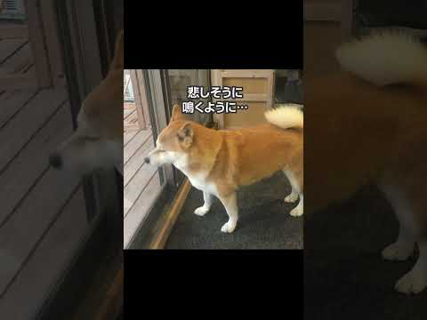 最愛の姉犬を失い3ヶ月…気力を失った妹ちくわに新たな出会いへ 柴犬 shibainu サムネイル