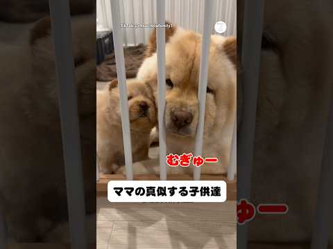 ママの真似をする子犬たち🐶　　子犬　犬　かわいい犬 かわいい 犬のいる暮らし サムネイル