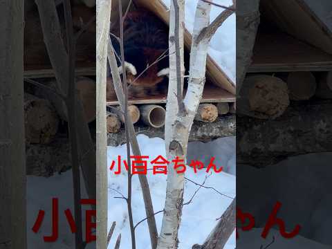 #shorts 三角屋根のお部屋で毛繕い‼️ 小百合ちゃん　レッサーパンダ　円山動物園　2025年12月18日 サムネイル