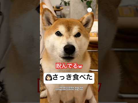 食べたい‼️さっき食べたのに喋り続ける柴犬　　柴犬　犬　面白い　可愛い犬　犬のいる暮らし サムネイル