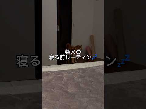柴犬のベッドイン cutedog 柴犬 dog shibainu routines sleeping おやすみ 入眠… サムネイル