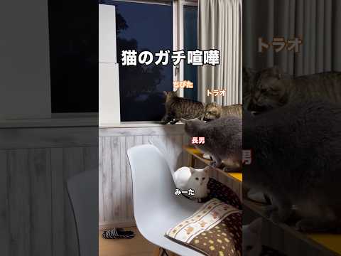 猫たちの会話をお楽しみください。 猫 野良猫 保護猫 shorts サムネイル