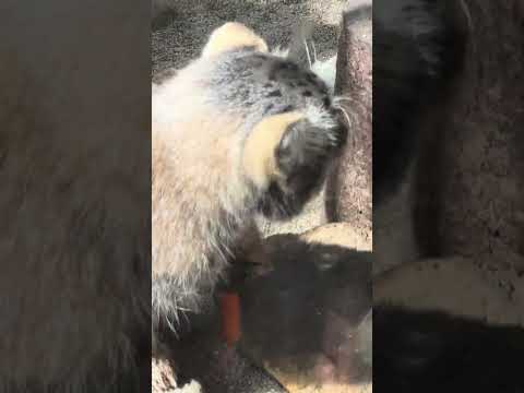 shorts ナゴムくんご馳走様ダンス　マヌルネコ　那須どうぶつ王国にて　2026年4月26日 サムネイル