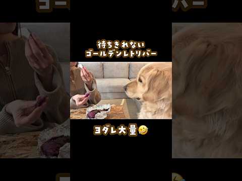 大好物前にしてヨダレダラダラ ゴールデンレトリバー 大型犬のいる生活 goldenretreiver サムネイル